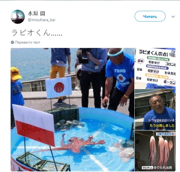 В Японії вбили знаменитого восьминога-оракула, який передбачував результати матчів ЧМ-2018